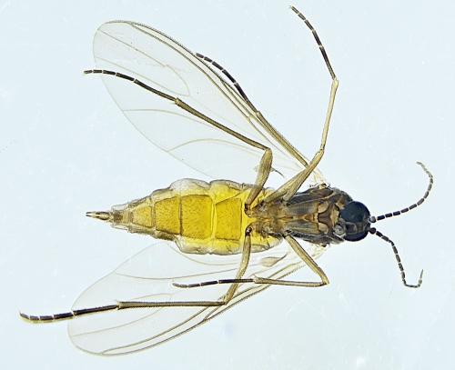 Lycoriella sp.
